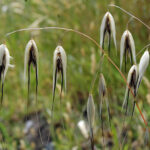 avena-sterilis-sterili-01am.1200×0-u0i1s1q90f1