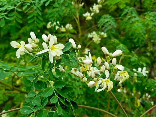 Moringa olejodárná