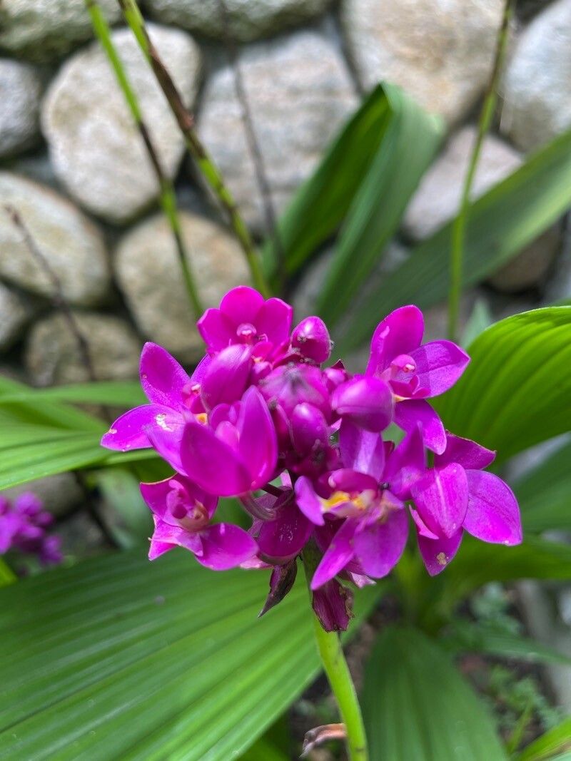 Spathoglottis řasnatá