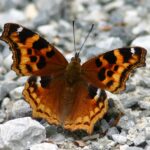 bamona_butterfly_comptons_tortoisshell_white_lake_000405_2