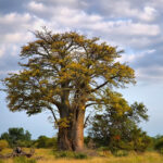 baobab-africky-adansonia-digitata-semena-baobabu-3-ks.jpg