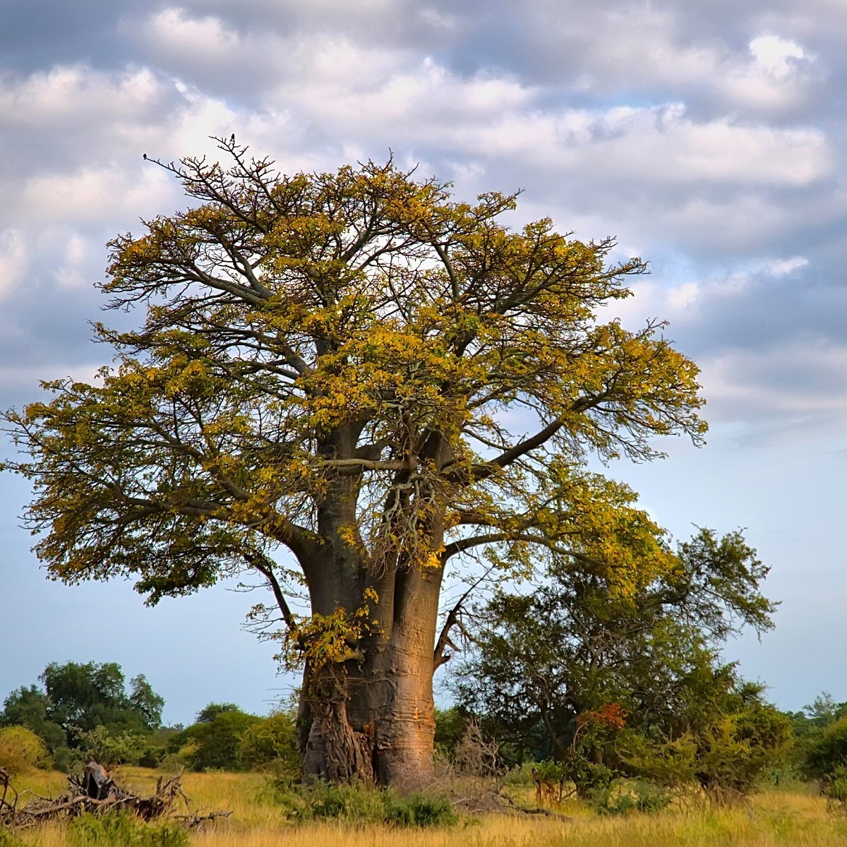Baobab prstnatý