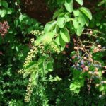 berchemracemherb1
