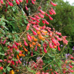 big_15523103220128-eccremocarpus-scaber-mix-barev-uponatka