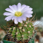 big_15550881346952-kaktus-acanthocalycium-violaceum-p-110