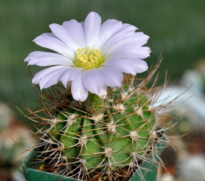 Acanthocalycium violaceum
