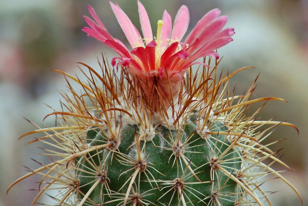 Parodia maassii