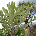 big_17091974511977-kaktus-myrtillocactus-geometrizans
