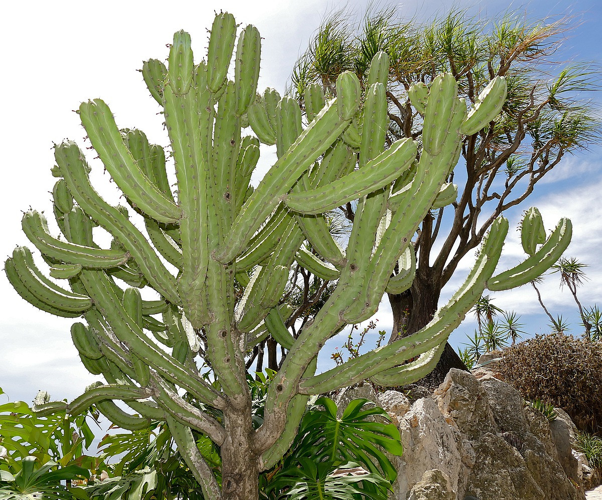 Myrtillocactus