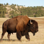 Bison
