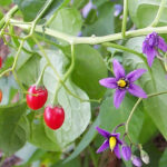 Potměchuť bittersweet-nightshade-000_0118