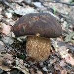 boletus-aereus