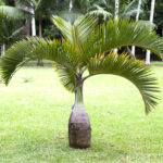 bottle-palm