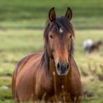 brumby-portrait