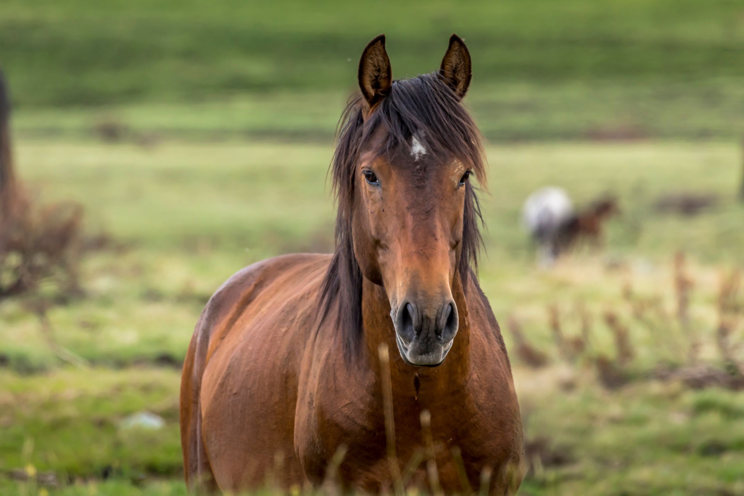 Brumby