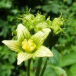 bryoniaalbaherb1