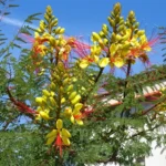 caesalpinia-gilliesii