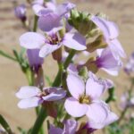 cakileherb1