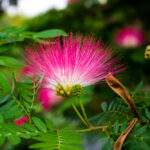 Pink red powder puff or Calliandra Haematocephala Hassk