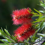 Štětkovec citrónový callistemon citrinus