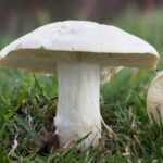 calocybe-gambosa4