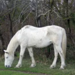 camargsky-pony_hoq76tf-1000-1000