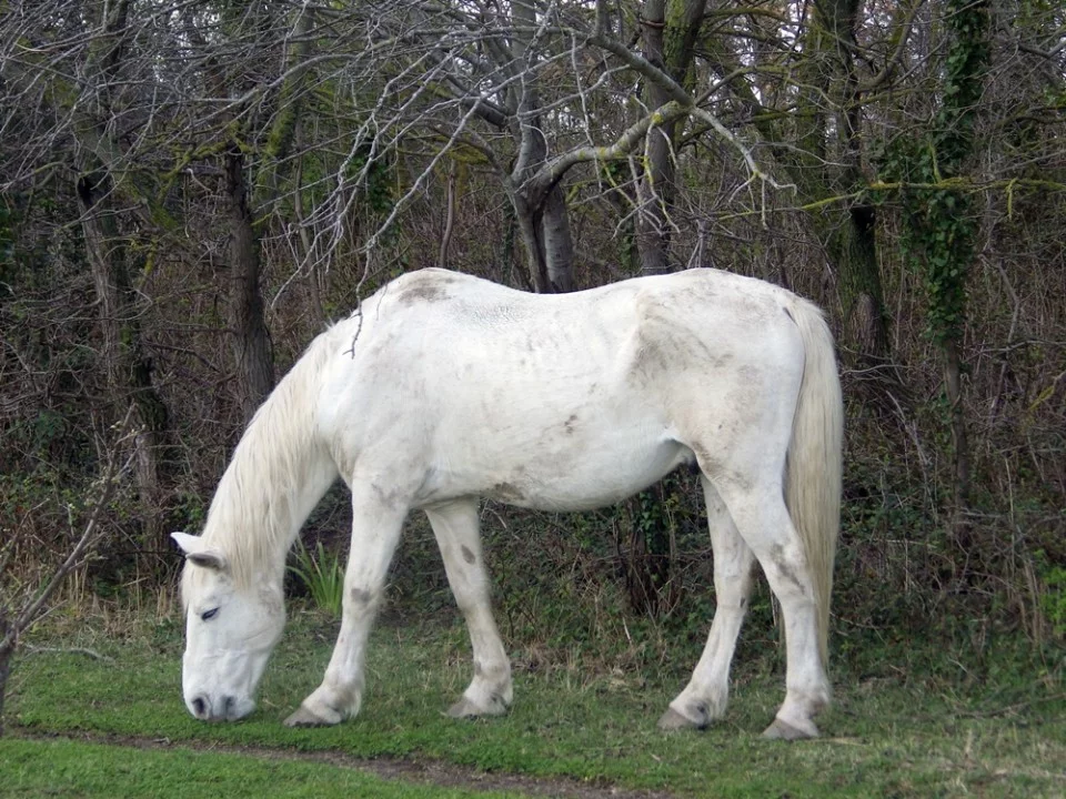 Camargský kůň