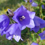 campanula persicifolia