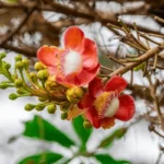 cannonball-treecouroupita-guianensis-deciduous-tree-600nw-2387281105.jpg