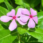 catharanthusroseus_24971120321970597