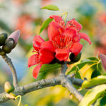 cejba-cihovita-bombax-ceiba-semena-bombaxu-6-ks