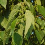 celtaustrherb3