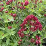 centranthus-ruber-atrococcineus-4-6-21_3b4ddf35cc