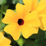 cernooka-zuzana-pnouci-thunbergia-alata-semena-cernooke-zuzany-12-ks