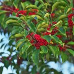 cesmna-paraguaysk-rostlina-ilex-paraguariensis-semen
