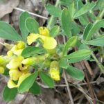 chamaecytsupinherb5