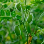 chickpea-chick-pea-cicer-arietinum-600nw-2011081862.jpg