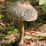 chlorophyllum-rhacodes9