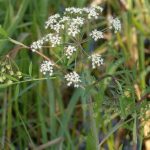 cicutavirosaherb6