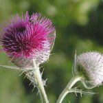 cirserherb1