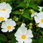 cistus-laurifolius-lorbeerblaettrige-zistrose