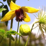 clematis_golden_tiara_c765