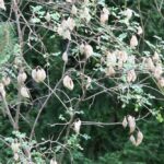 Žanovec měchýřník colutea-arborescens-fr-rvid-b