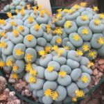 Conophytum conophytumPageae20Udabibense1461_7Flowering-scaled