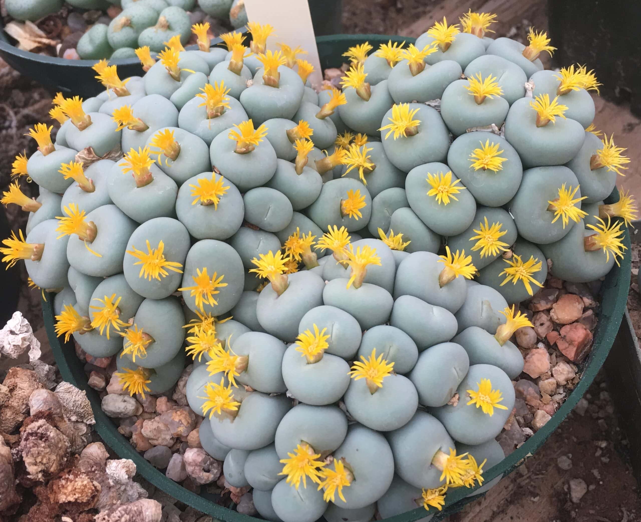 Conophytum