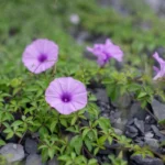 convolvulus-has-been-grown-outdoor-600nw-2442177731.jpg