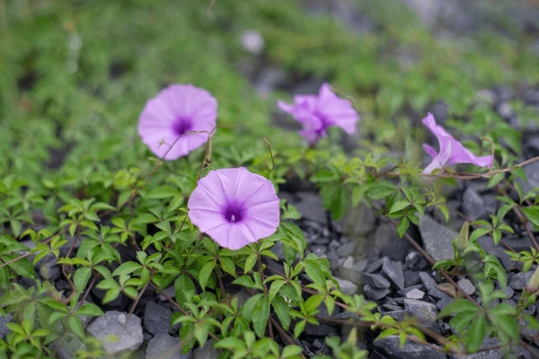 Codonopsis convolvulaceae