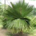 copernicia-macroglossacuban-petticoat-palm-kadiyam-nursery-1_grande