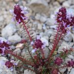 coris-monspeliensis-2edwa