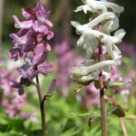 corydalis_cava_-_bz_scn0044